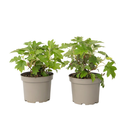 Hortensia - 2 Pzs - Hydrangea 'toy Soldier' - Altura 25-40cm - ⌀19cm_0
