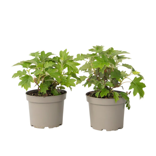 Hortensia - 2 Pzs - Hydrangea 'toy Soldier' - Altura 25-40cm - ⌀19cm_0