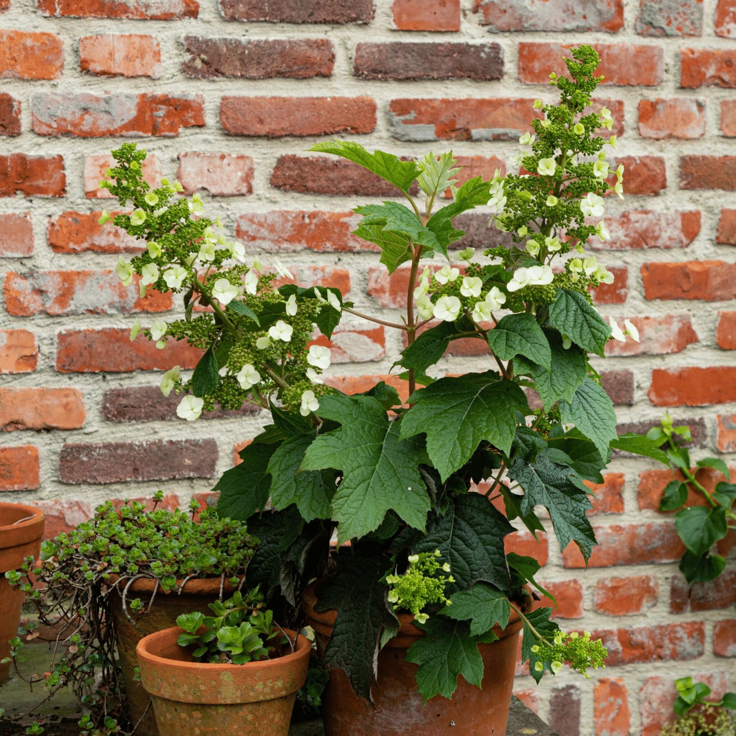 Hortensia - 2 Pzs - Hydrangea 'toy Soldier' - Altura 25-40cm - ⌀19cm_1