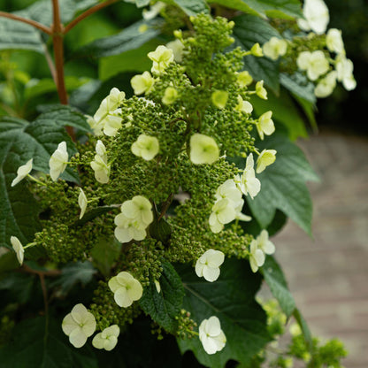 Hortensia - 2 Pzs - Hydrangea 'toy Soldier' - Altura 25-40cm - ⌀19cm_3