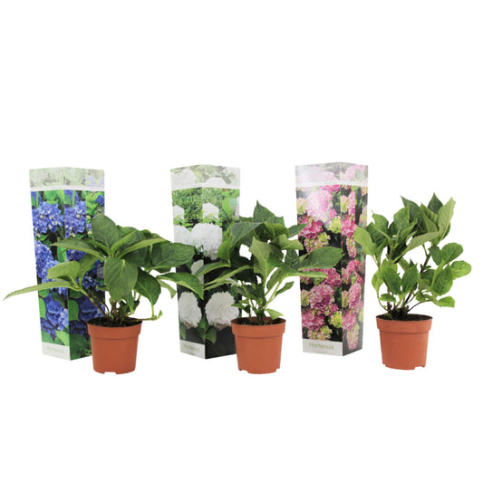 Hortensia - 3 Pzs - Hydrangea Macrophylla - Altura 25-40cm - ⌀9cm_0
