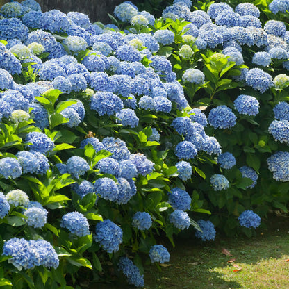 Hortensia - 3 Pzs - Hydrangea Macrophylla - Altura 25-40cm - ⌀9cm_4