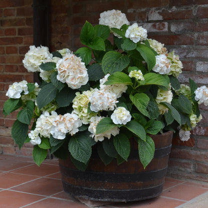 Hortensia - 3 Pzs - Hydrangea Macrophylla Teller 'benxi' - Altura 25-40cm - ⌀9cm_1