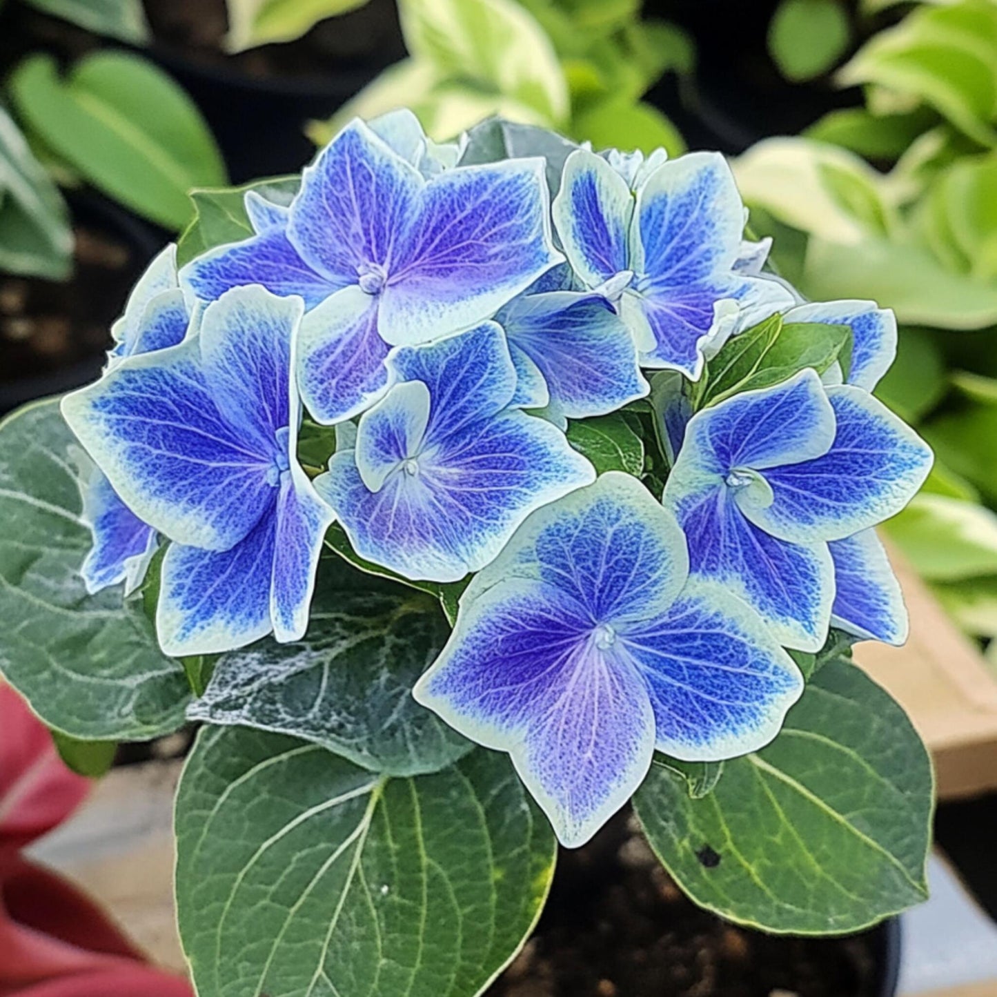 Hortensia - 3 Pzs - Hydrangea Macrophylla 'bavaria' - Altura 25-40cm - ⌀9cm_3