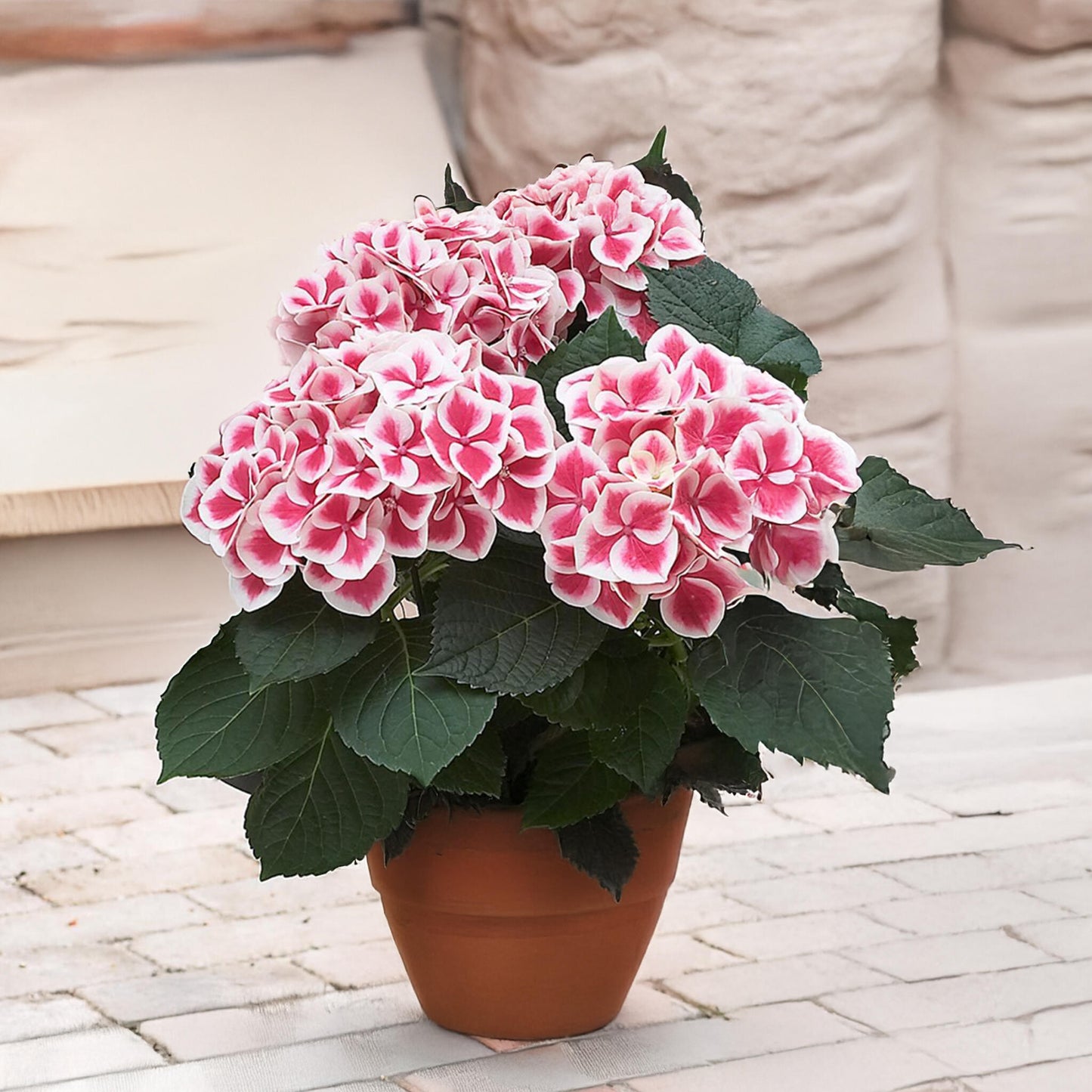 Hortensia - 3 Pzs - Hydrangea Macrophylla 'camilla' - Altura 25-40cm - ⌀9cm_1