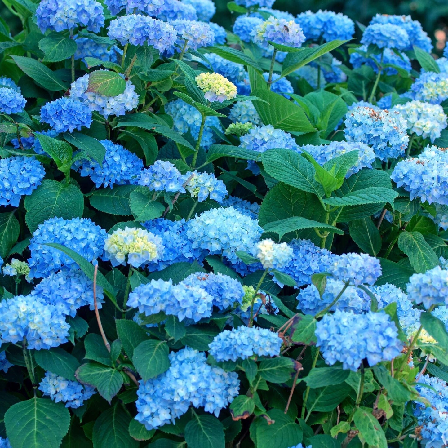 Hortensia - 3 Pzs - Hydrangea Macrophylla 'early Blue' - Altura 25-40cm - ⌀9cm_1