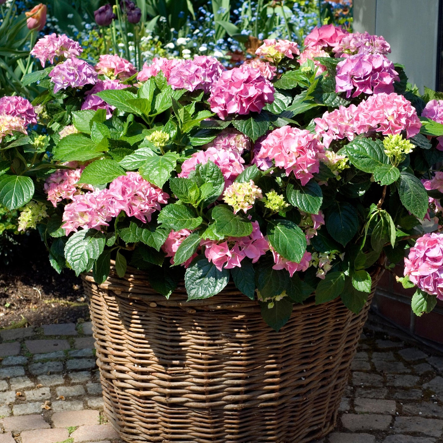 Hortensia - 3 Pzs - Hydrangea Macrophylla 'early Pink' - Altura 25-40cm - ⌀9cm_1