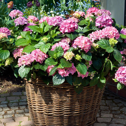 Hortensia - 3 Pzs - Hydrangea Macrophylla 'early Pink' - Altura 25-40cm - ⌀9cm_1