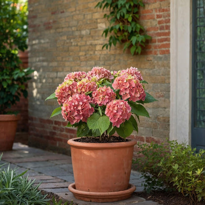 Hortensia - 3 Pzs - Hydrangea Macrophylla 'early Pink' - Altura 25-40cm - ⌀9cm_4