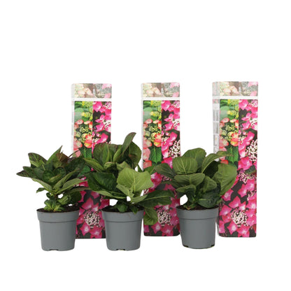 Hortensia - 3 Pzs - Hydrangea Macrophylla 'red Bull' - Altura 25-40cm - ⌀9cm_0