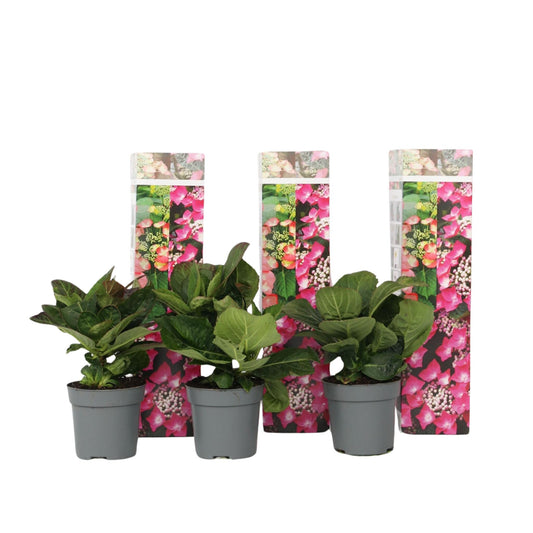 Hortensia - 3 Pzs - Hydrangea Macrophylla 'red Bull' - Altura 25-40cm - ⌀9cm_0