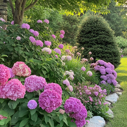 Hortensia - 3 Pzs - Hydrangea Macrophylla 'red Bull' - Altura 25-40cm - ⌀9cm_1