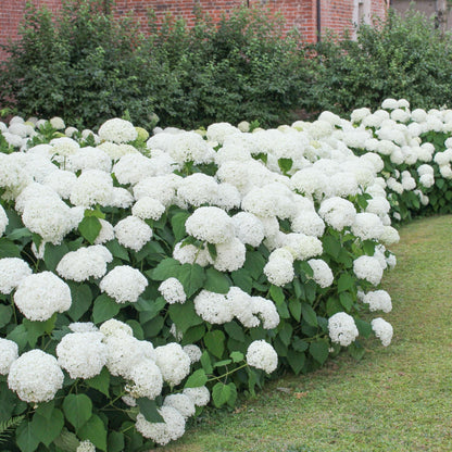 Hortensia - 3 Pzs - Hydrangea Macrophylla 'wudu' - Altura 25-40cm - ⌀9cm_1