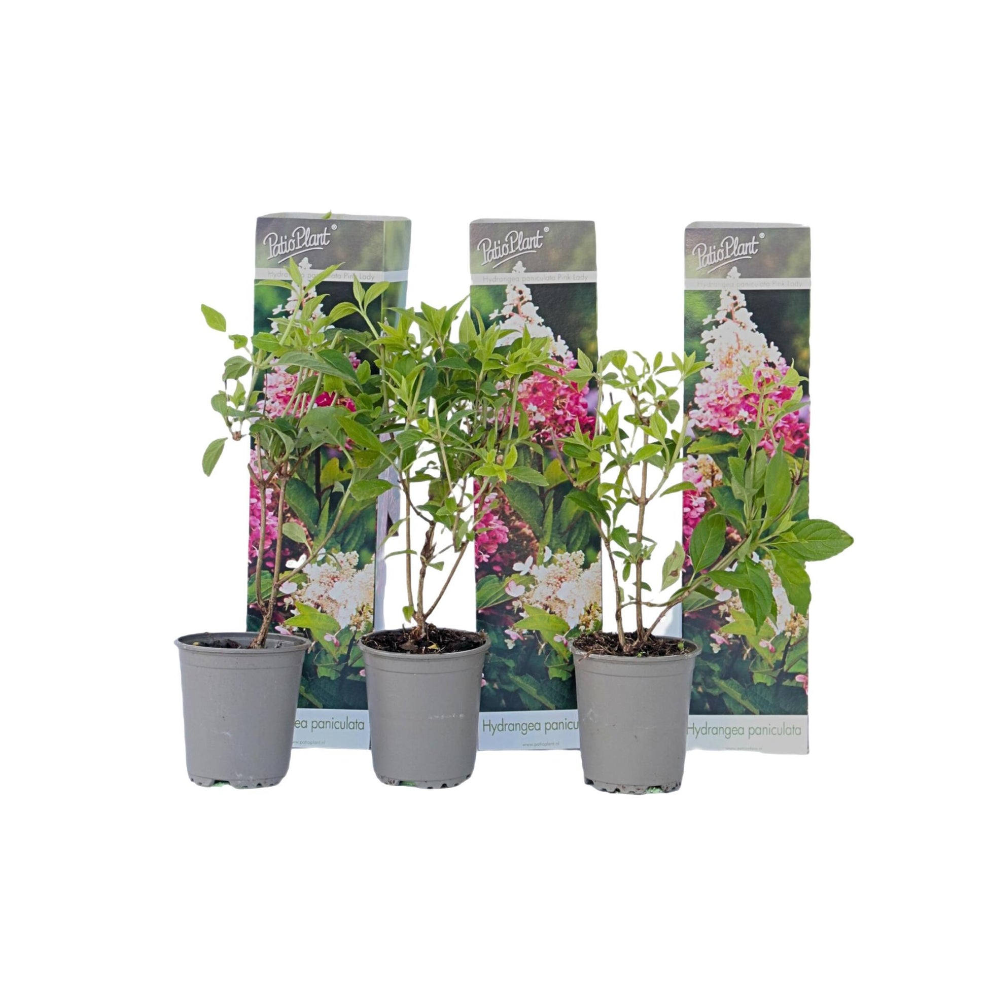Hortensia - 3 Pzs - Hydrangea Paniculata 'pink Lady' - Altura 25-40cm - ⌀9cm_0