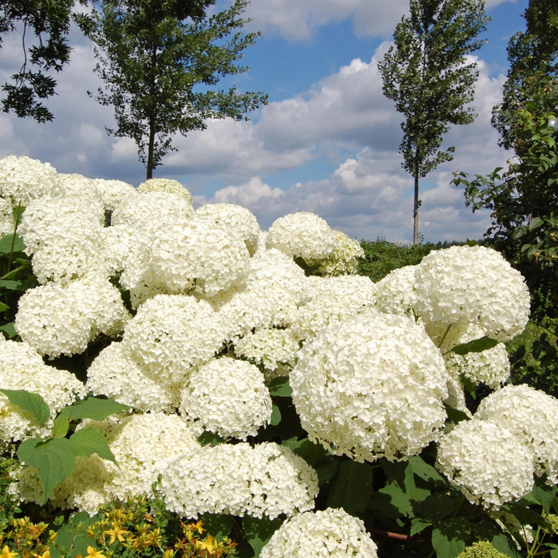 Hortensia - 3 Pzs - Hydrangea 'strong Annabelle' - Altura 30-40cm - ⌀19cm_1