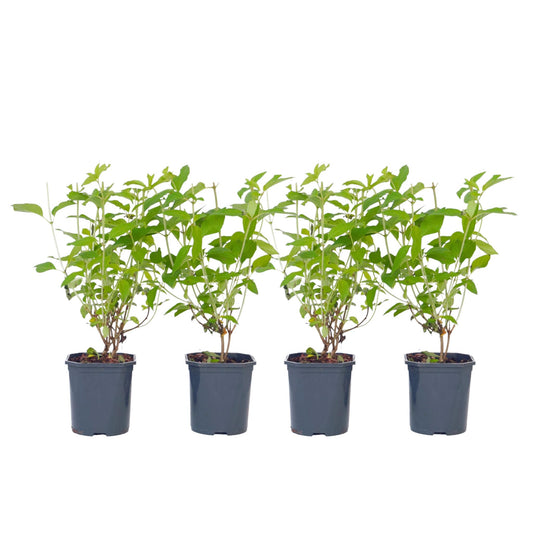 Hortensia - 4 Pzs - Hydrangea Paniculata 'grandiflora' - Altura 30-40cm - ⌀17cm_0