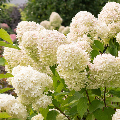 Hortensia - 4 Pzs - Hydrangea Paniculata 'grandiflora' - Altura 30-40cm - ⌀17cm_3
