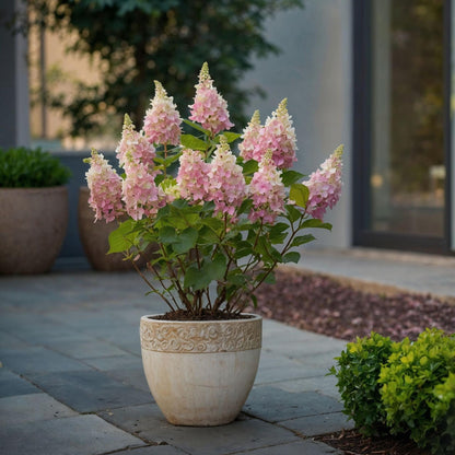 Hortensia - 4 Pzs - Hydrangea Paniculata 'pinky Winky' - Altura 25-40cm - ⌀19cm_1