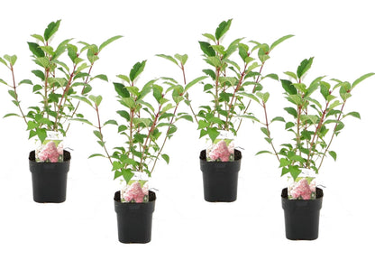 Hortensia - 4 Pzs - Hydrangea 'pink Diamond' - Altura 30-40cm - ⌀17cm_0