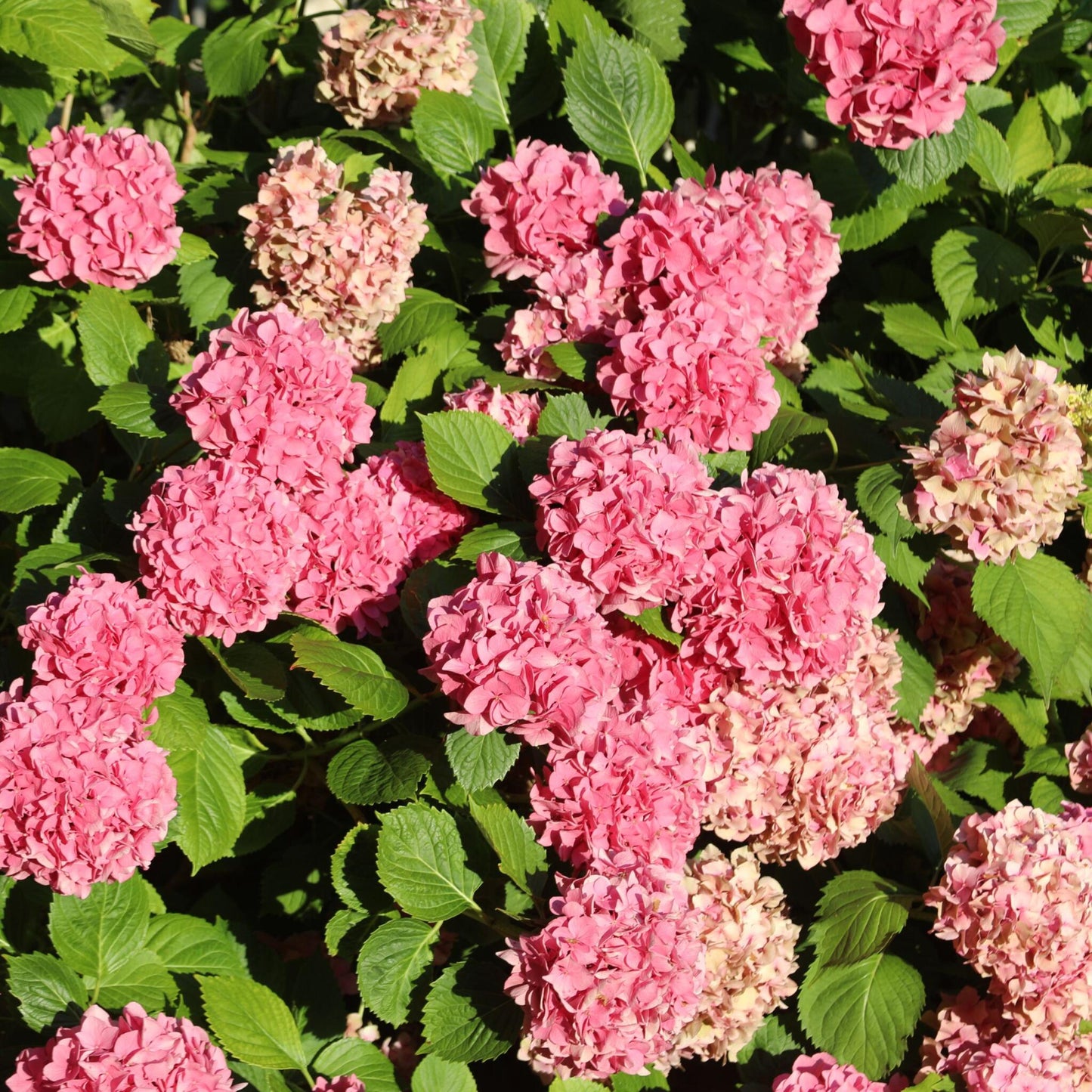 Hortensia - 6 Pzs - Hydrangea Macrophylla - Altura 25-40cm - ⌀105cm_3