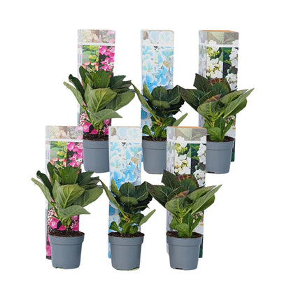 Hortensia - 6 Pzs - Hydrangea Macrophylla - Altura 25-40cm - ⌀9cm_0