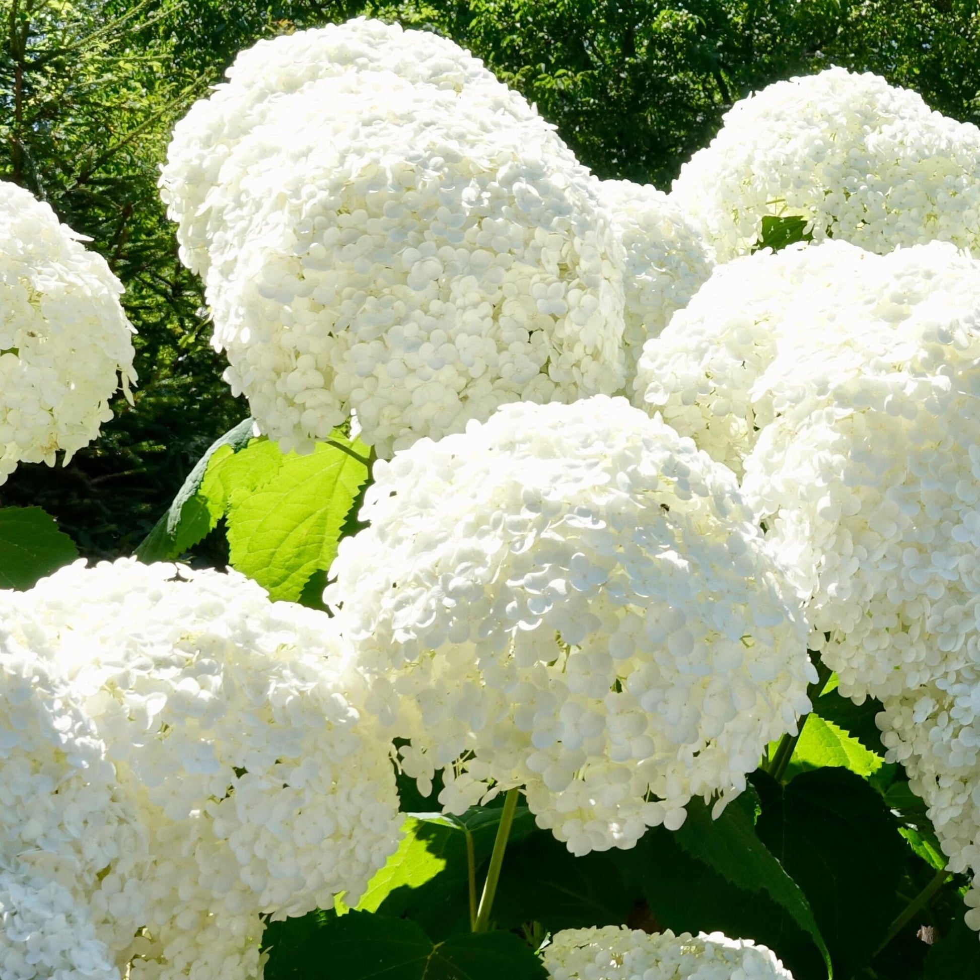 Hortensia - 6 Pzs - Hydrangea Macrophylla - Altura 25-40cm - ⌀9cm_4