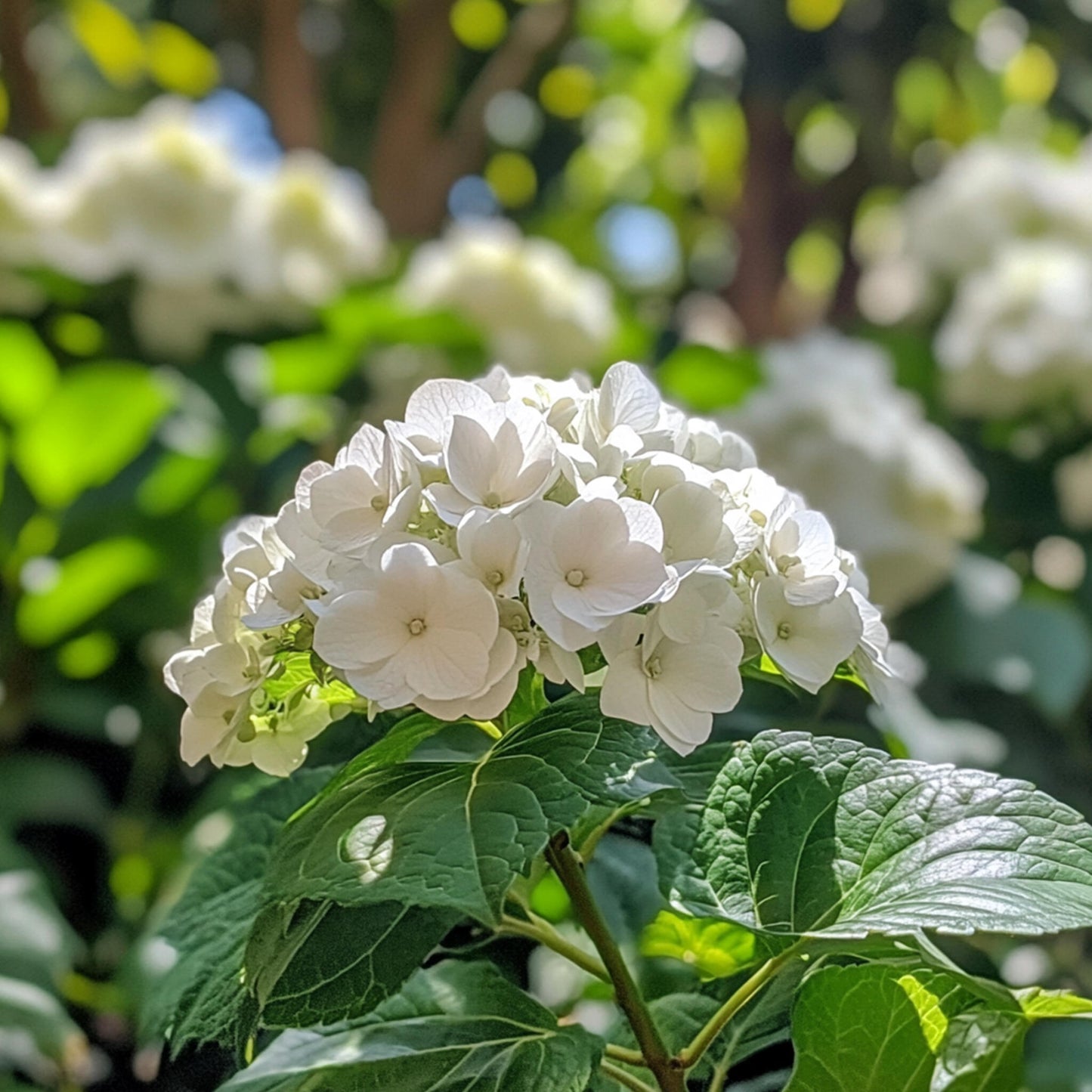 Hortensia - 6 Pzs - Hydrangea Macrophylla Teller 'benxi' - Altura 25-40cm - ⌀9cm_3