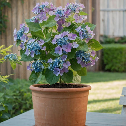 Hortensia - 6 Pzs - Hydrangea Macrophylla Teller 'nizza' - Altura 25-40cm - ⌀9cm_1