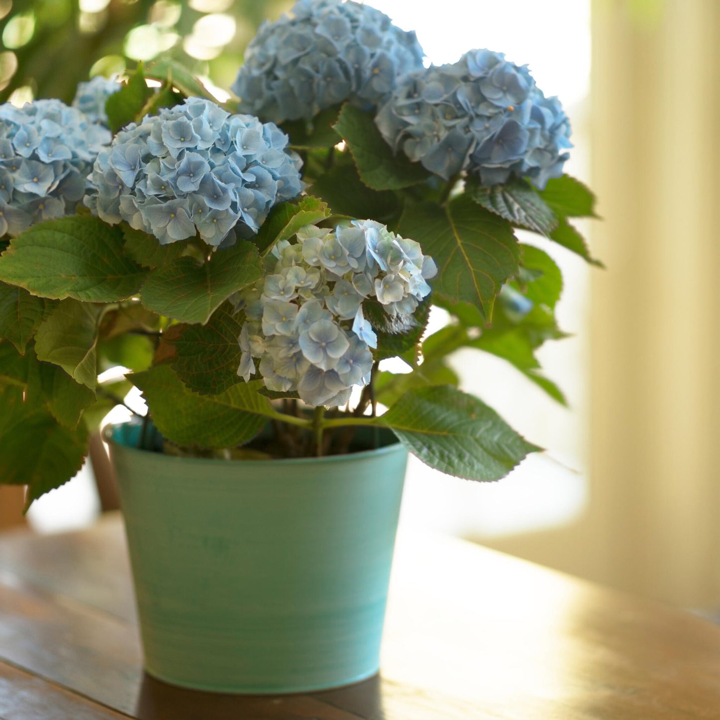 Hortensia - 6 Pzs - Hydrangea Macrophylla Teller 'nizza' - Altura 25-40cm - ⌀9cm_4