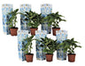 Hortensia - 6 Pzs - Hydrangea Macrophylla 'bavaria' - Altura 25-40cm - ⌀9cm