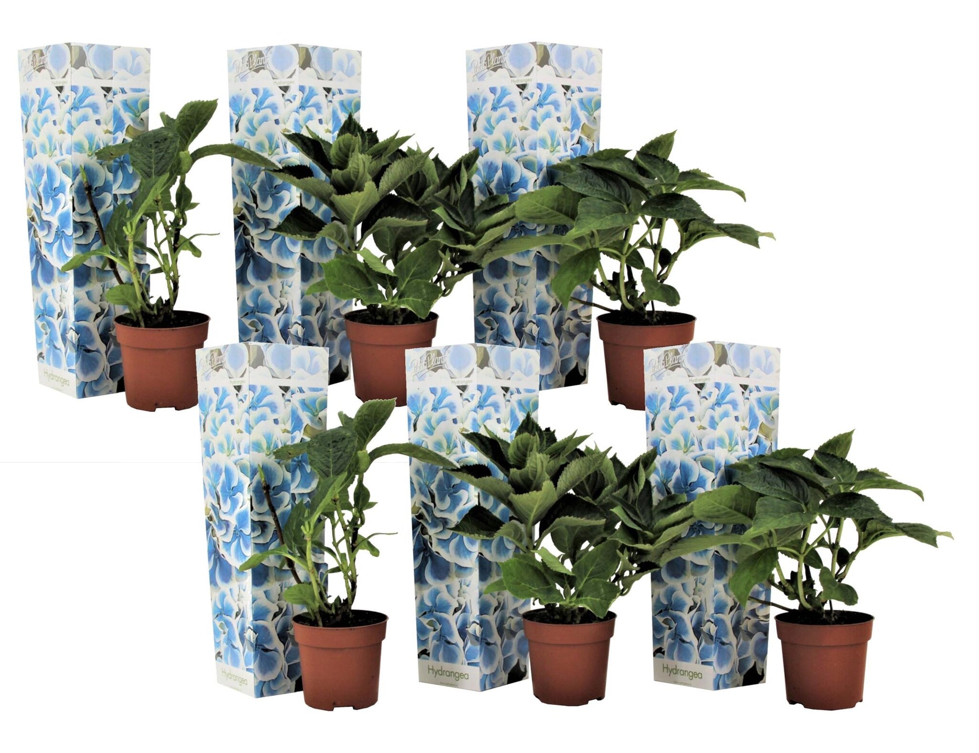 Hortensia - 6 Pzs - Hydrangea Macrophylla 'bavaria' - Altura 25-40cm - ⌀9cm_0