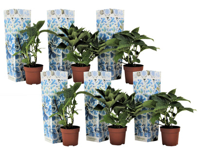 Hortensia - 6 Pzs - Hydrangea Macrophylla 'bavaria' - Altura 25-40cm - ⌀9cm_0