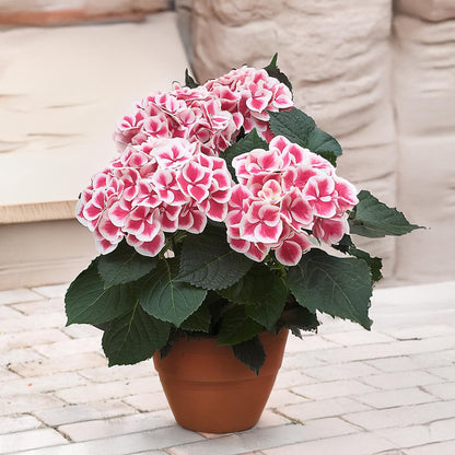 Hortensia - 6 Pzs - Hydrangea Macrophylla 'camilla' - Altura 25-40cm - ⌀9cm_1