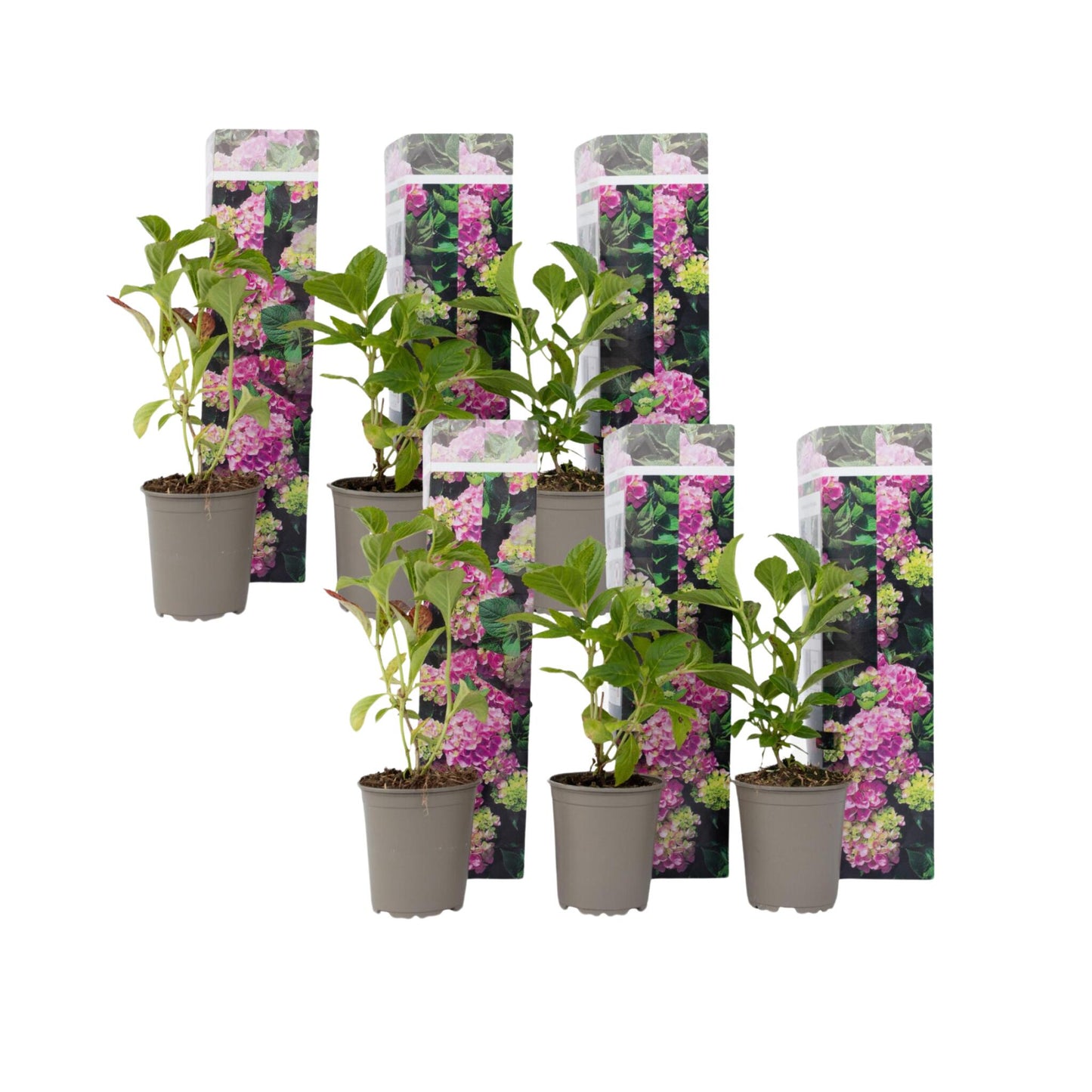 Hortensia - 6 Pzs - Hydrangea Macrophylla 'early Pink' - Altura 25-40cm - ⌀9cm_0