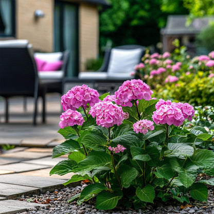 Hortensia - Hydrangea Arborescens 'pink Annabelle' - Altura 40-50cm - ⌀19cm_1