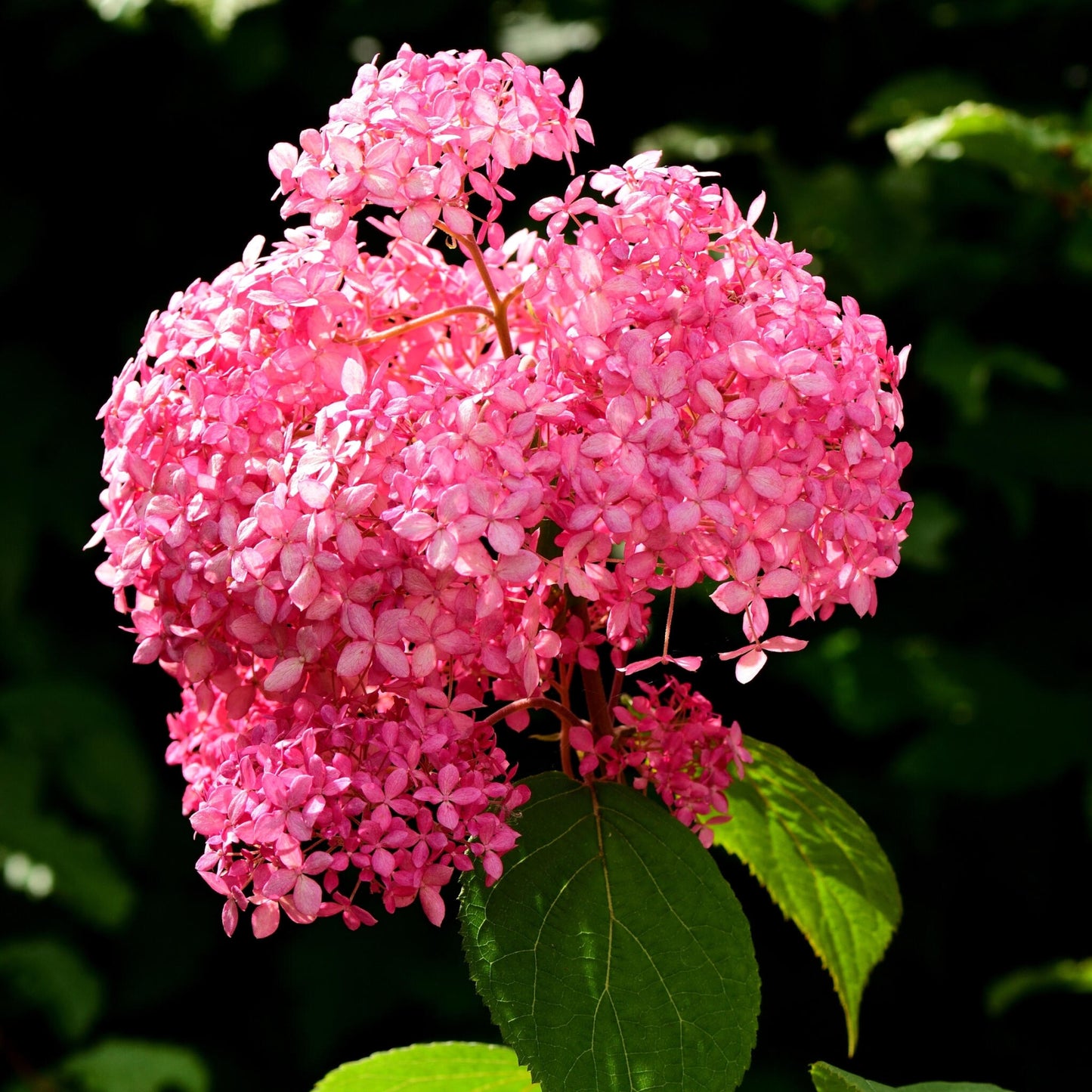Hortensia - Hydrangea Arborescens 'pink Annabelle' - Altura 40-50cm - ⌀19cm_3