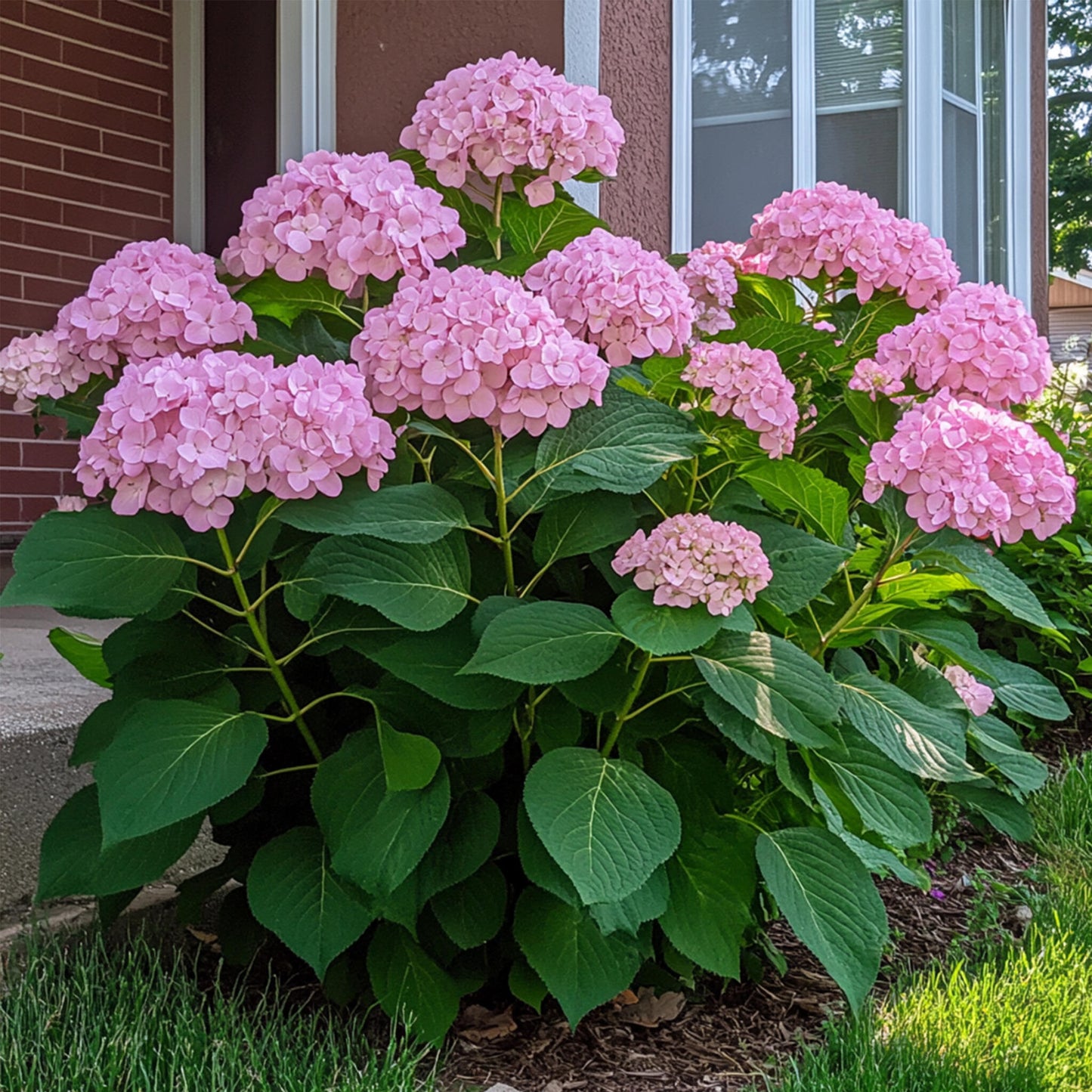 Hortensia - Hydrangea Arborescens 'pink Annabelle' - Altura 40-50cm - ⌀19cm_4