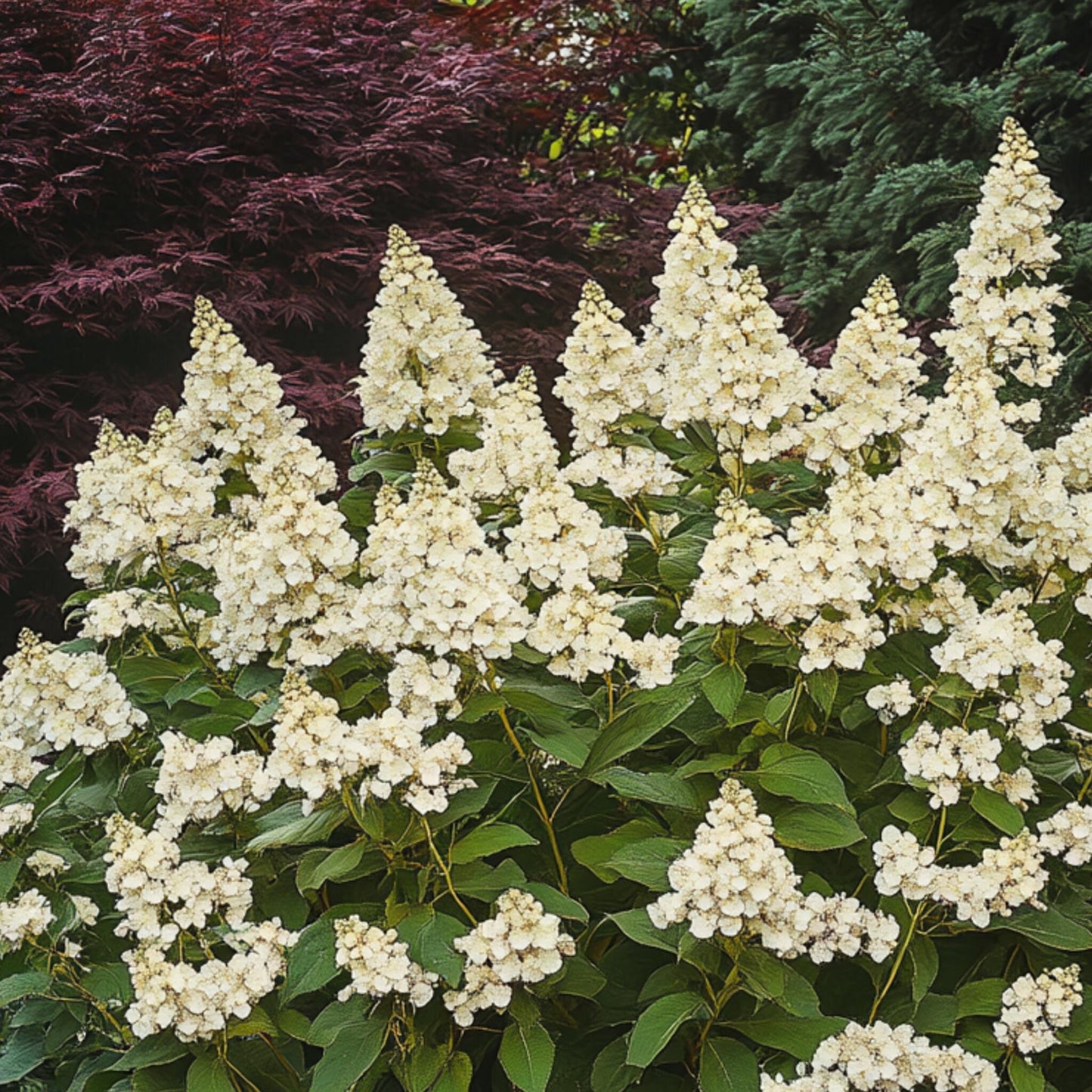 Hortensia - Hydrangea Paniculata 'candlelight' - Altura 25-40cm - ⌀19cm_1