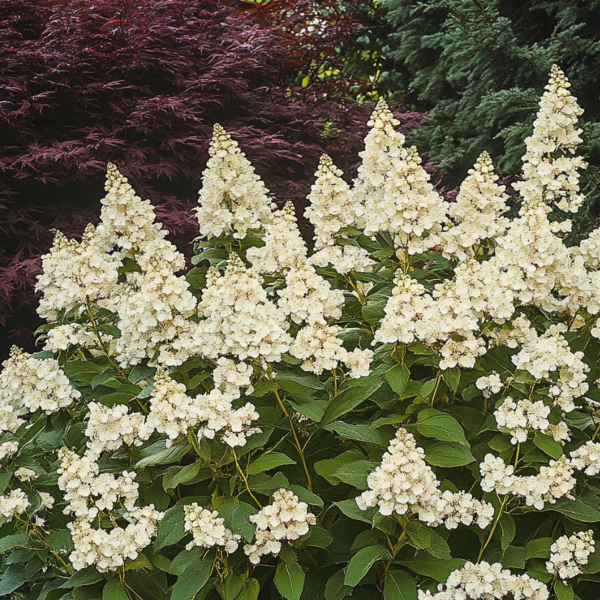 Hortensia - Hydrangea Paniculata 'candlelight' - Altura 25-40cm - ⌀19cm_1