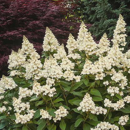 Hortensia - Hydrangea Paniculata 'candlelight' - Altura 25-40cm - ⌀19cm_1