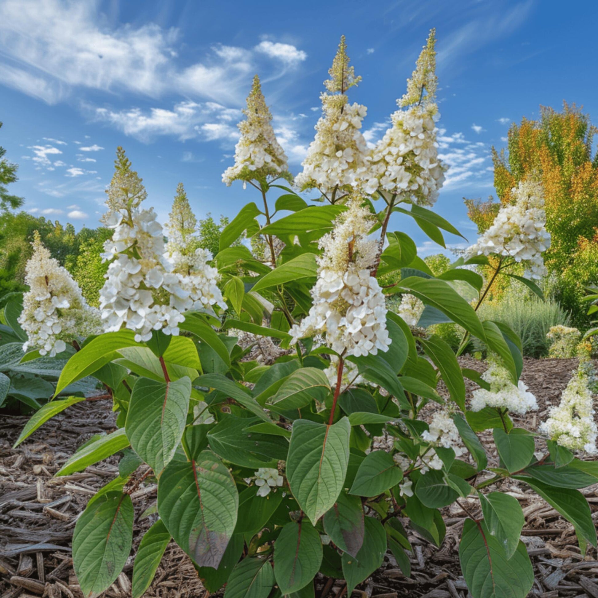 Hortensia - Hydrangea Paniculata 'confetti' - Altura 25-40cm - ⌀19cm_1