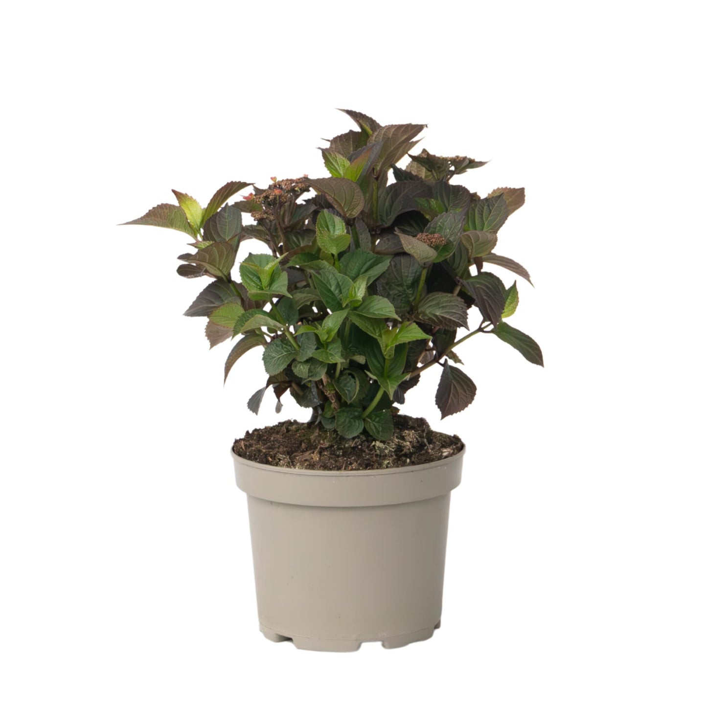 Hortensia - Hydrangea Paniculata 'dare Devil' - Altura 25-40cm - ⌀19cm_0