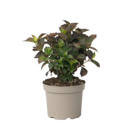 Hortensia - Hydrangea Paniculata 'dare Devil' - Altura 25-40cm - ⌀19cm_0