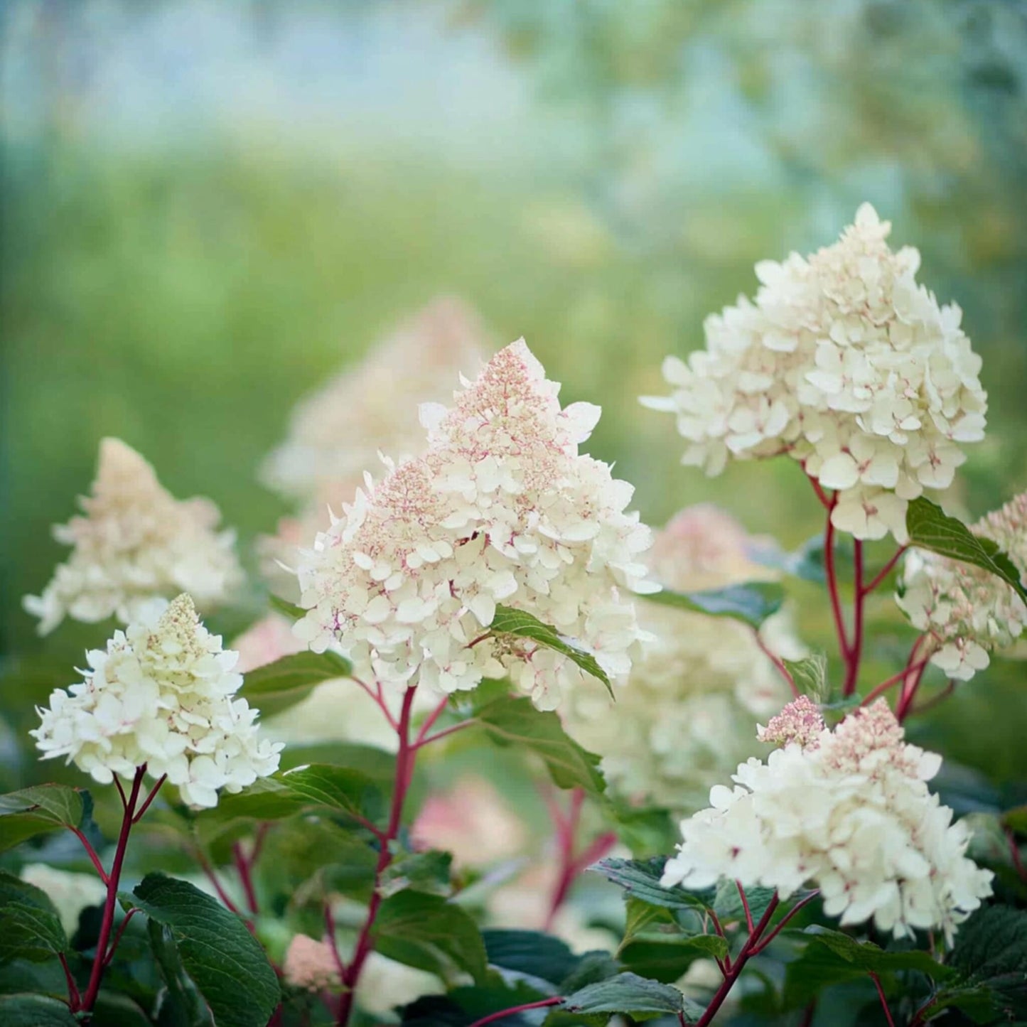 Hortensia - Hydrangea Paniculata 'early Harry' - Altura 25-40cm - ⌀19cm_3