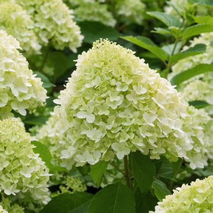 Hortensia - Hydrangea Paniculata 'limelight' - Altura 25-40cm - ⌀19cm_1