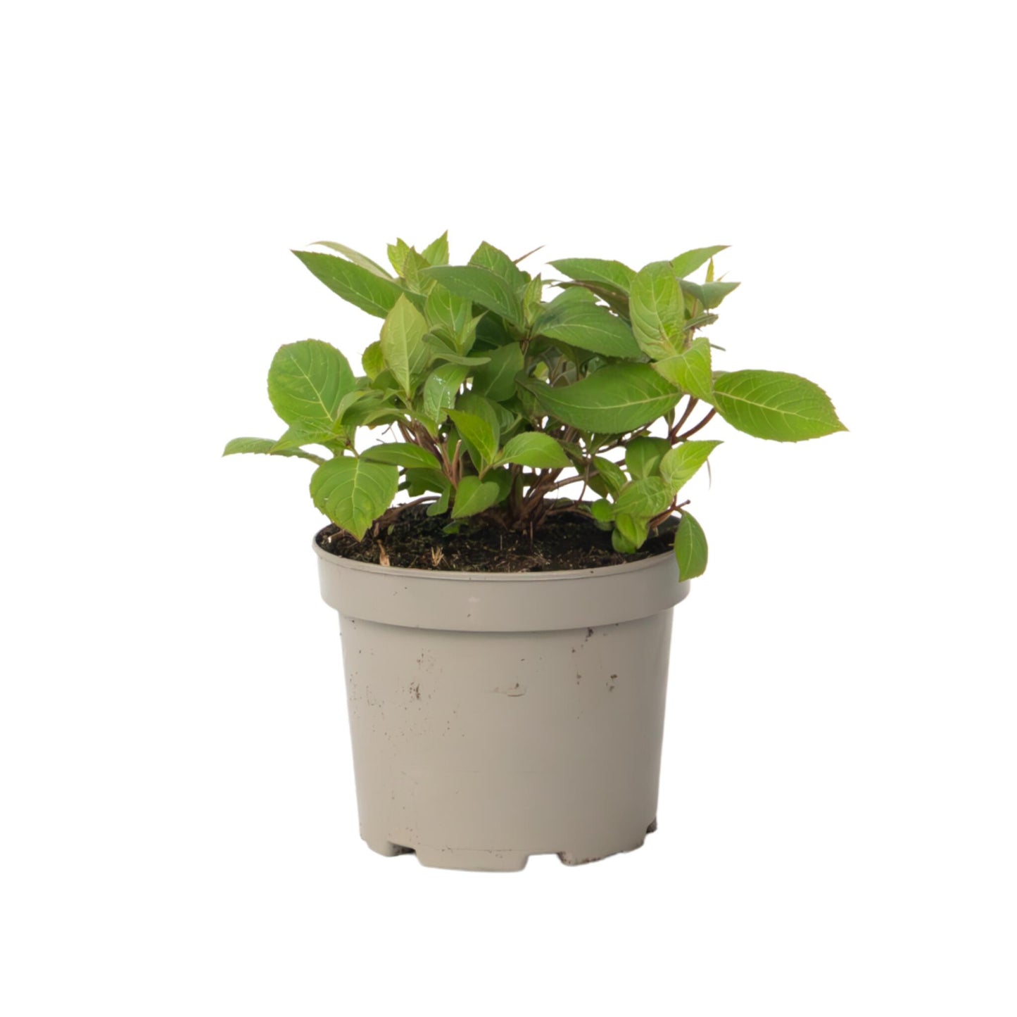 Hortensia - Hydrangea Paniculata 'magic Sunset' - Altura 25-40cm - ⌀19cm_0