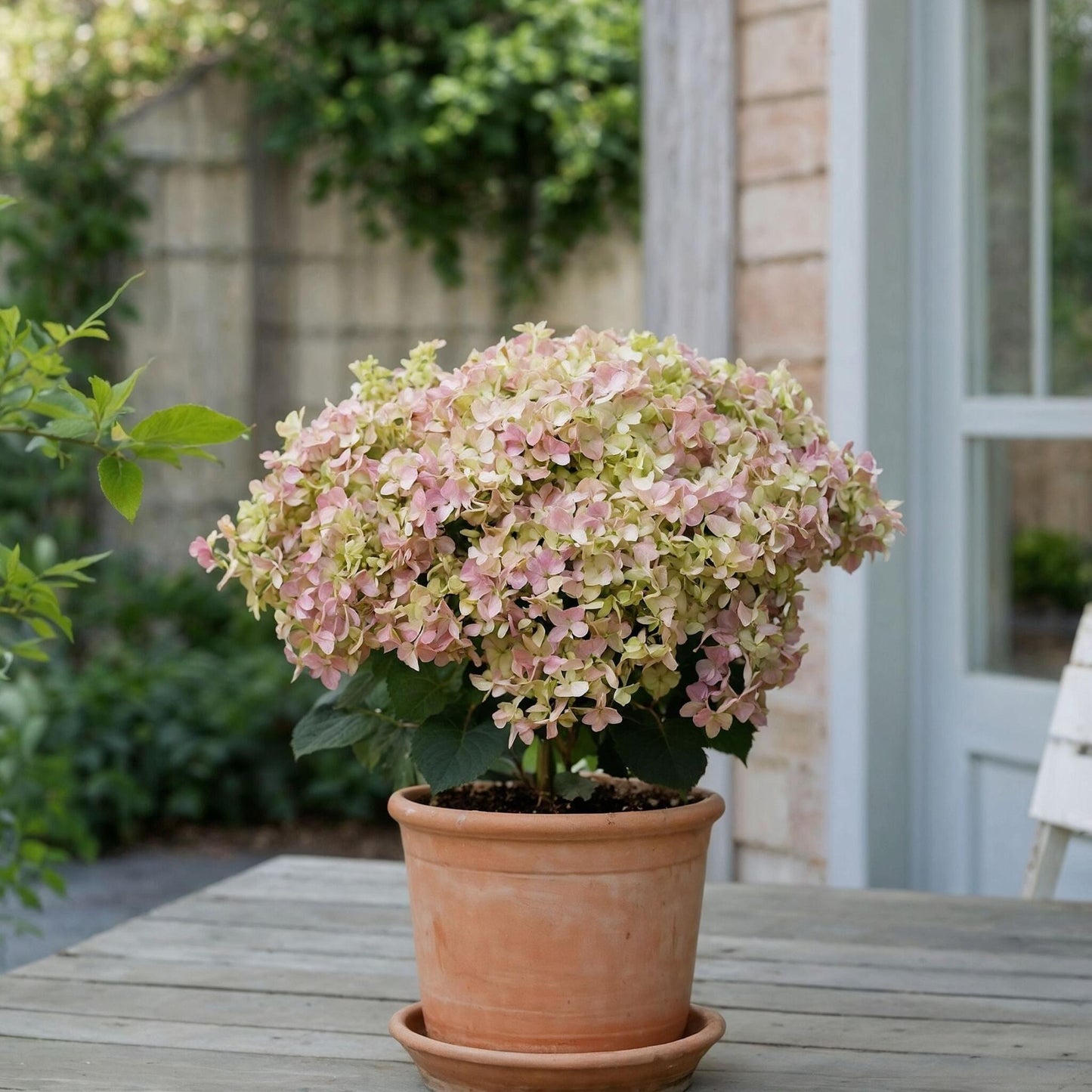 Hortensia - Hydrangea Paniculata '(s)witch Ophelia' - Altura 30-40cm - ⌀19cm_1
