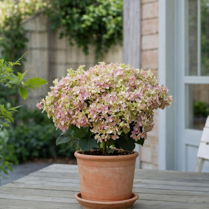 Hortensia - Hydrangea Paniculata '(s)witch Ophelia' - Altura 30-40cm - ⌀19cm_1