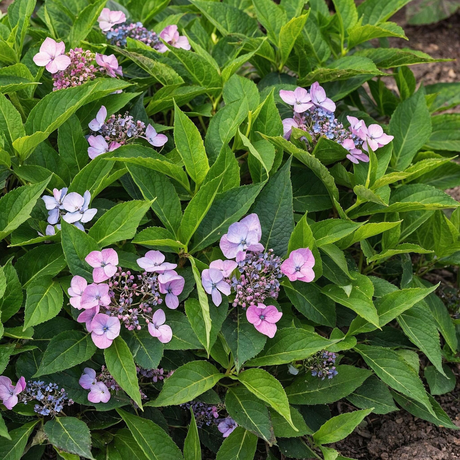 Hortensia - Hydrangea Serrata 'magic Pillow' - Altura 25-40cm - ⌀19cm_1