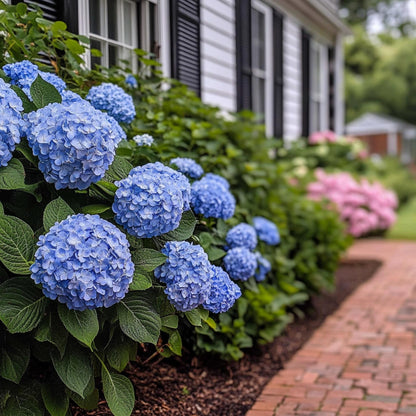 Hortensia - Hydrangea Serrata 'summerglow' - Altura 25-40cm - ⌀19cm_1